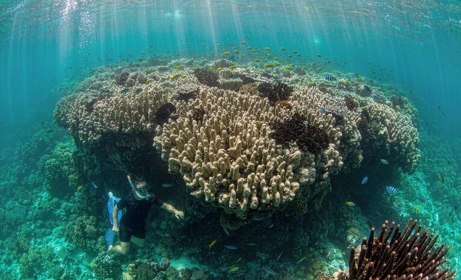 Diving & snorkelling